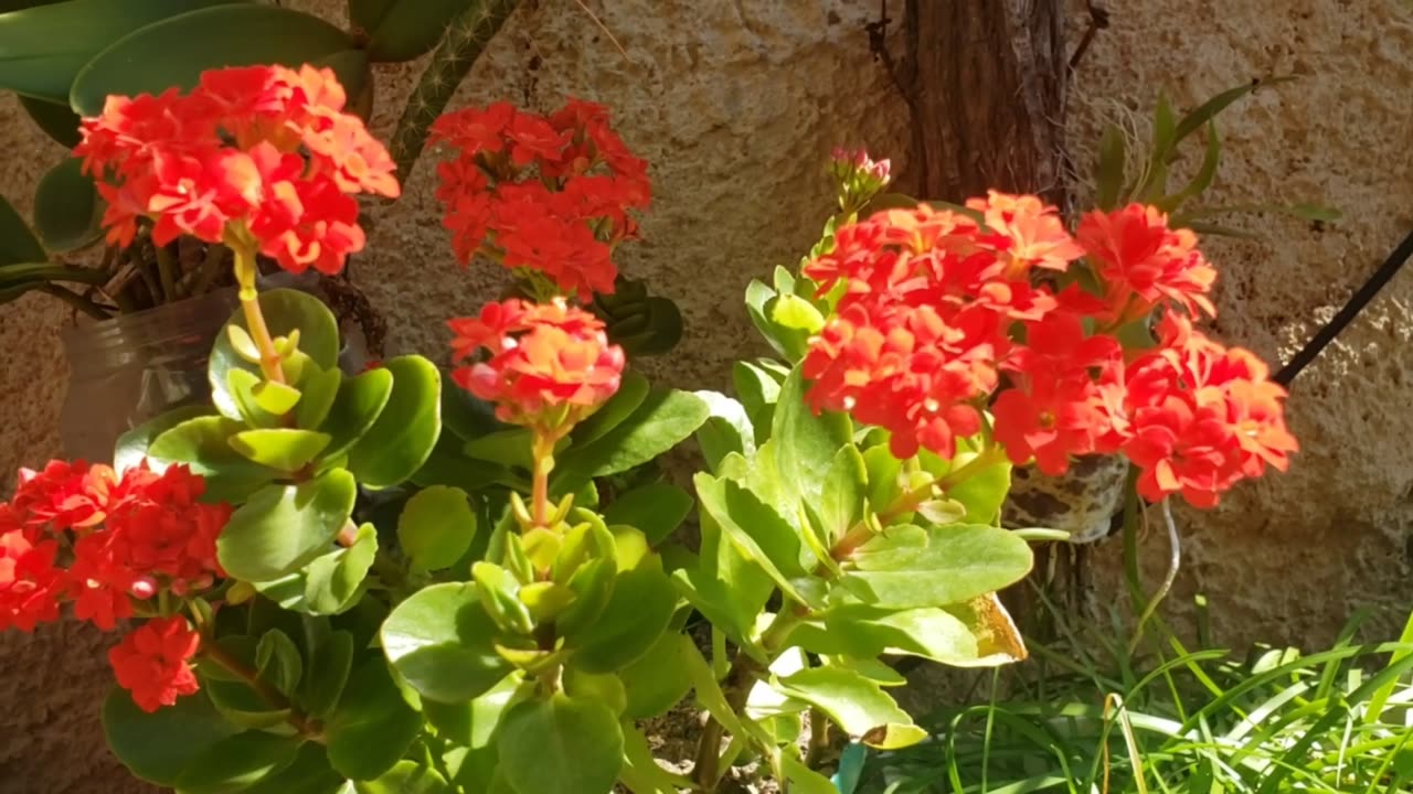 Canachoe vermelho