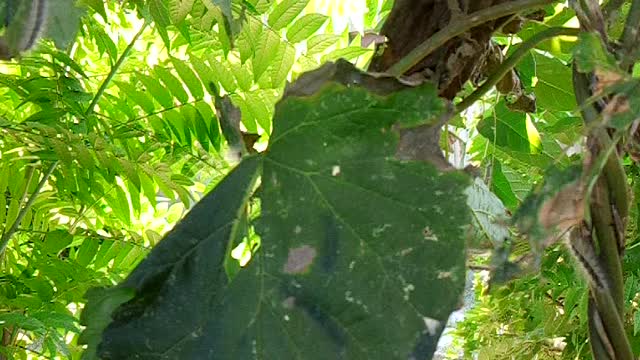 Caterpillars eat leaves on trees