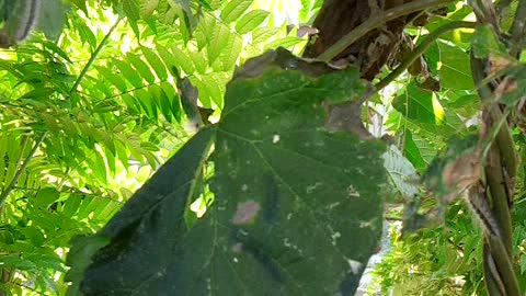 Caterpillars eat leaves on trees