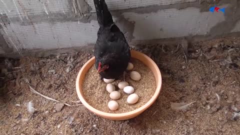 Amazing BORN "MURGI" Hatching Eggs in chaff to Chicks Born - Crazy Hen Harvesting Eggs to chiicks-9