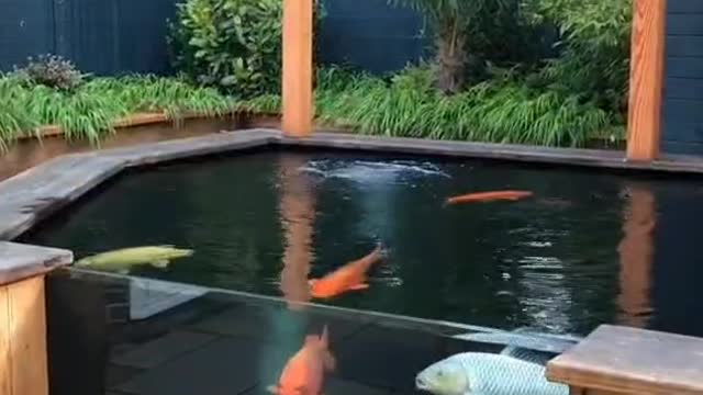 Look at the little fish