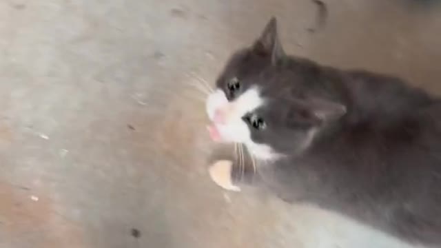 Funny cat videos 2022