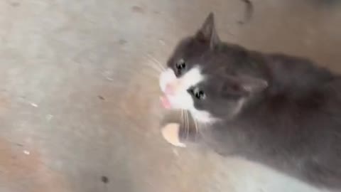Funny cat videos 2022