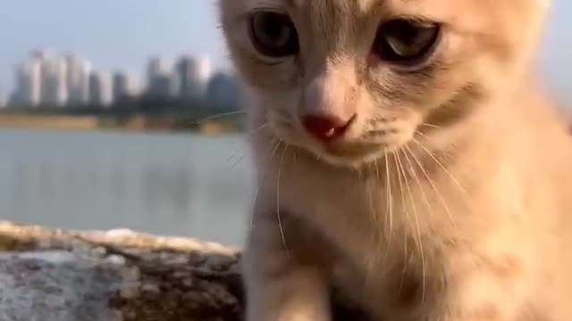 Cute 🙀 cat