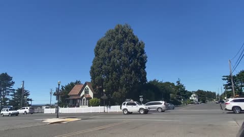 Giant Oregon Eucalyptus tree in Coos Bay