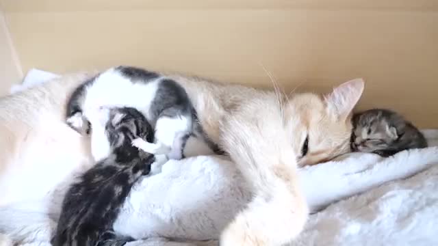 Mother cat sleeps surrounded by baby kittens