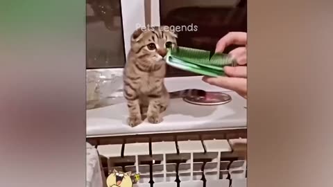 Funniest animal 2023 😂new funny cats and dogs