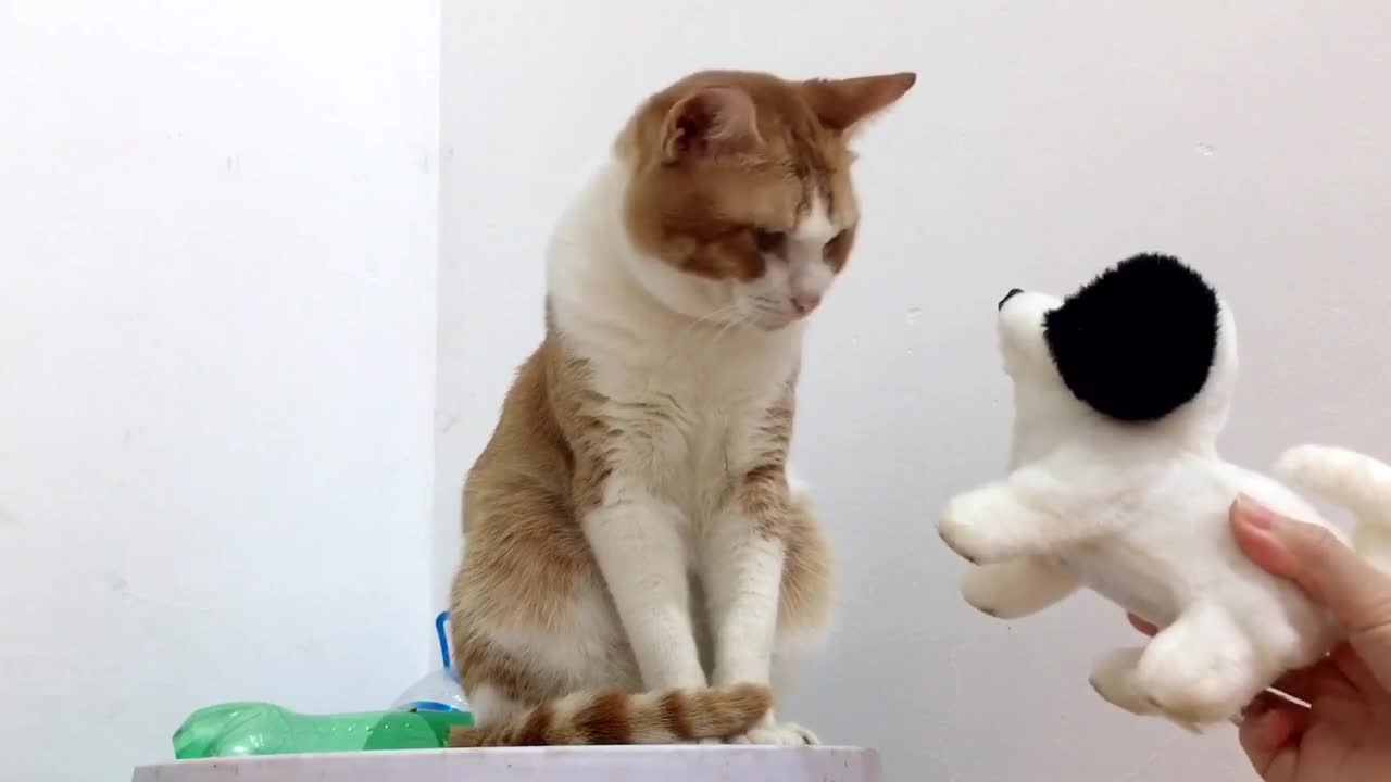 Cute and Funny Cat Videos to Keep You Smiling! 🐱