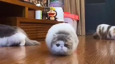 Funny Cats Videos 😝 2021