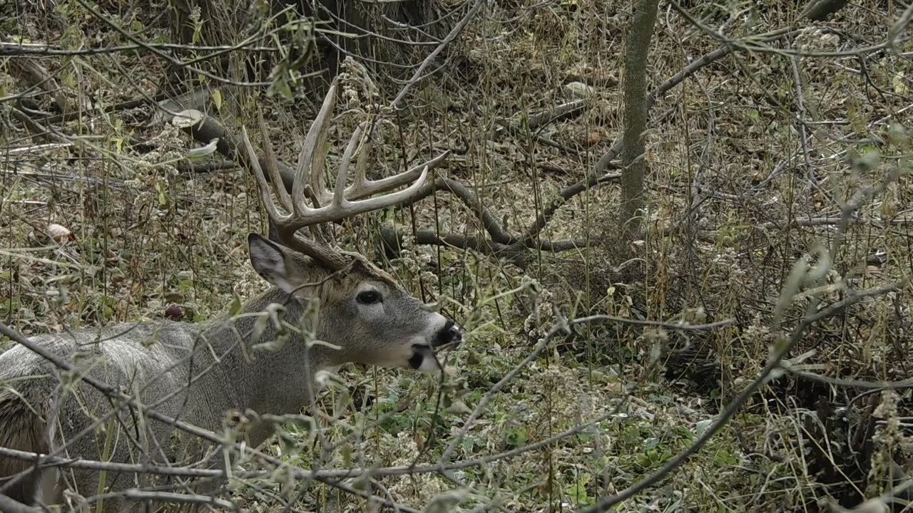 Huge 10 Point Buck