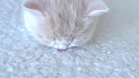 "Cozy Cat Nap: Adorable Kitty Sleeps Peacefully"