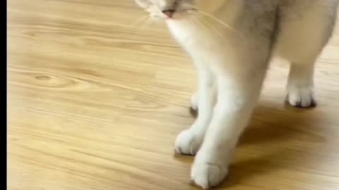 Funny cats video #viral #shorts #entertainment786 #funnycatsvideo #funnycatscompilation