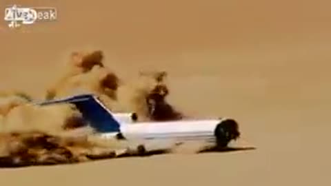 Aeroplane#crash#damaged#human#child#safety