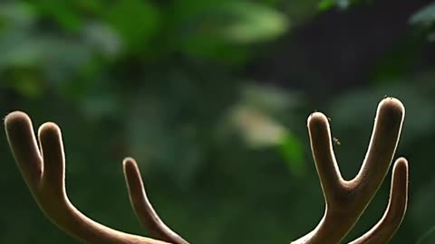 Animal's video