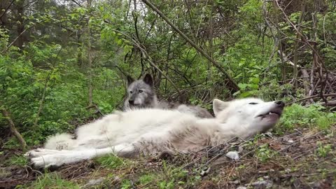 The Funniest Wolf Howls Are Lazy Ones lovely