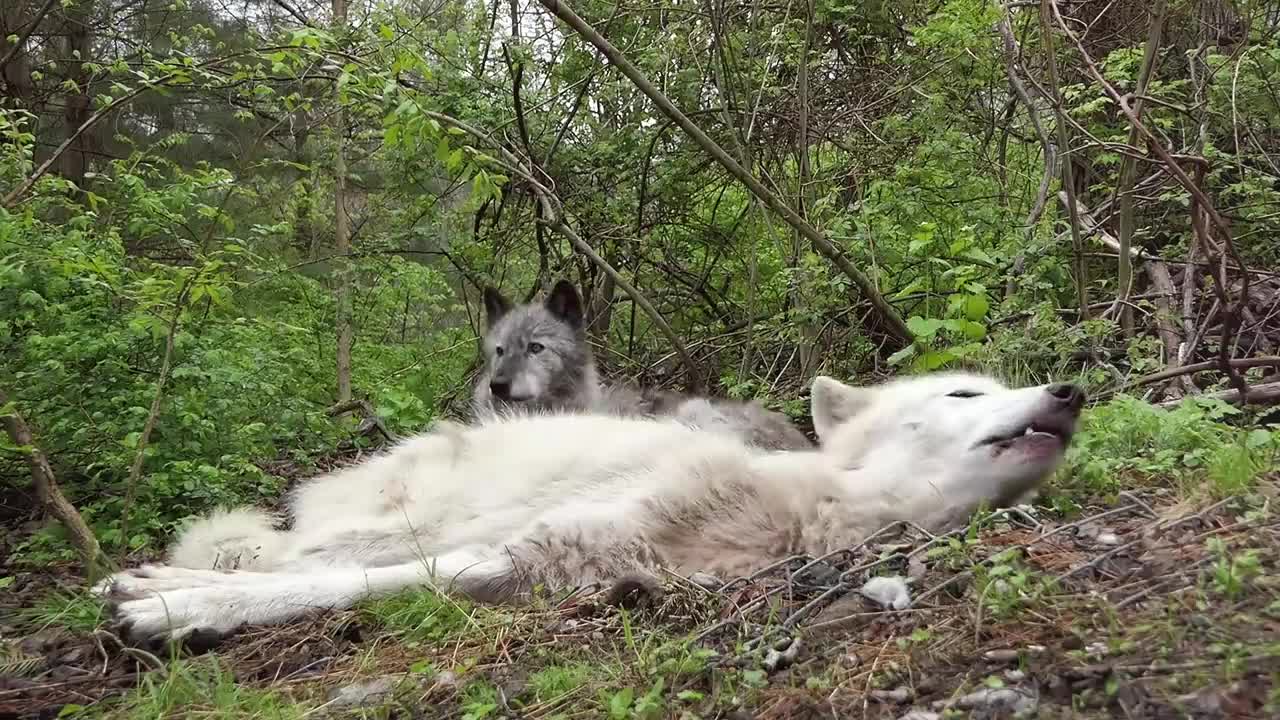 The Funniest Wolf Howls Are Lazy Ones lovely