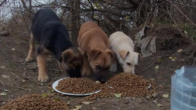 We Were Stopped by Stray Dogs.