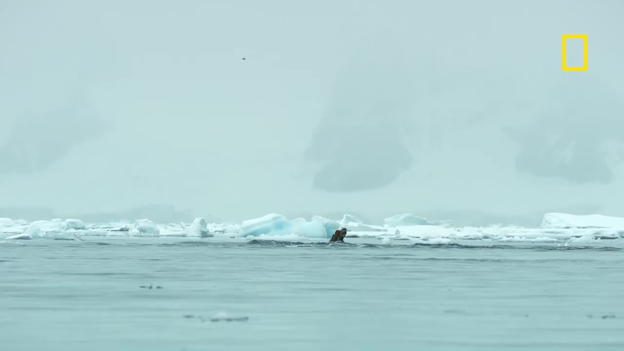 In rare footage, humpback whales attempt to disrupt a killer whale hunt in Antarctica