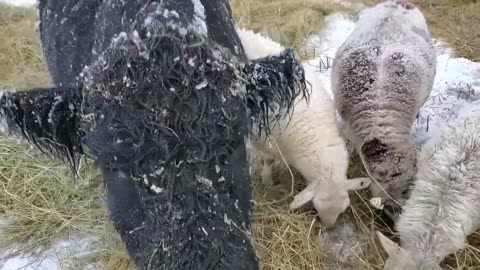 Minnesota Farming in Blizzard Conditions. St Croix / Katahdin in the bitter cold.