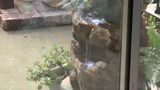 Cat television window hummingbird bathing in the fountain