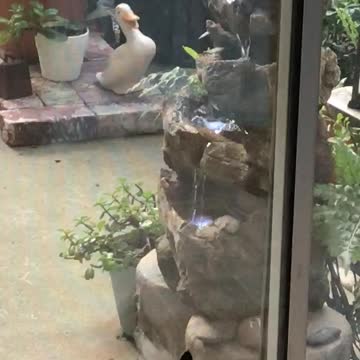 Cat television window hummingbird bathing in the fountain
