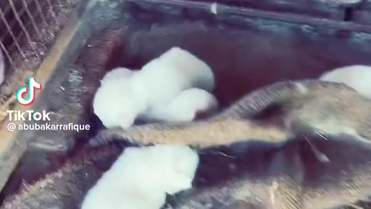 Cat little babies
