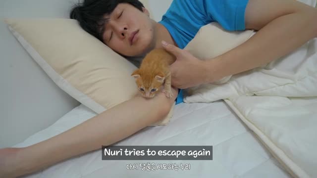 The cute reaction of a kitten caught trying to wake up its owner