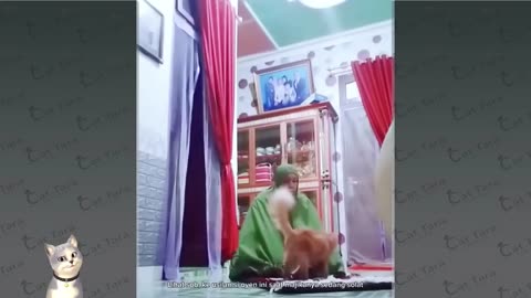 funny cat