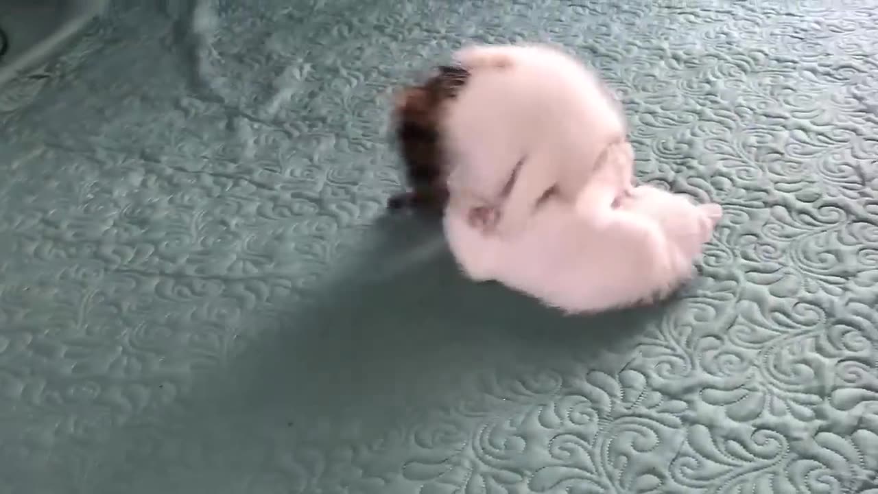 Cute Cat Video