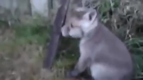 Animals Being FREEDOM For The First Time!