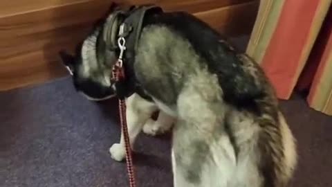 WATCH A DOG SEARCHING FOR WHAT YOU TRAINING, A SHORT VIDEO