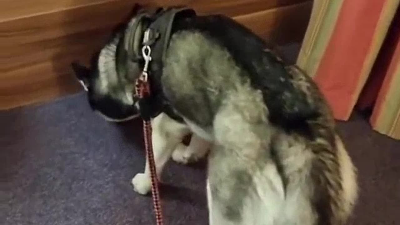WATCH A DOG SEARCHING FOR WHAT YOU TRAINING, A SHORT VIDEO