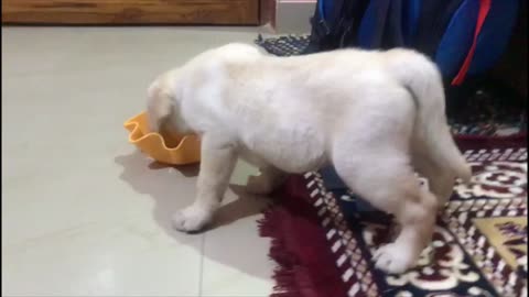 Labrador puppy first day at home