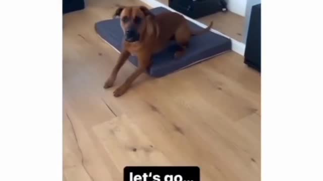 Funny Animals