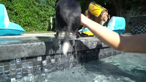 Teaching my Dog how to swim