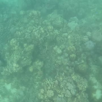 Snorkeling Through Renewal: Exploring a Healing Coral Reef