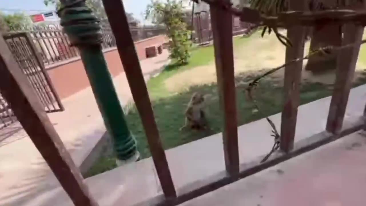 monkey took my glasses will he give back!