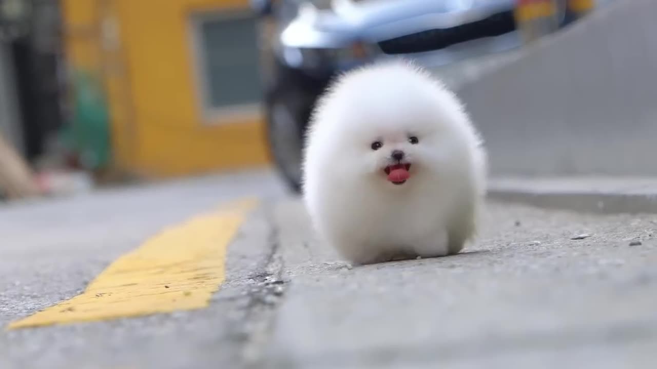 Cute white miniteacup Pomeranian puppy video.😘💖