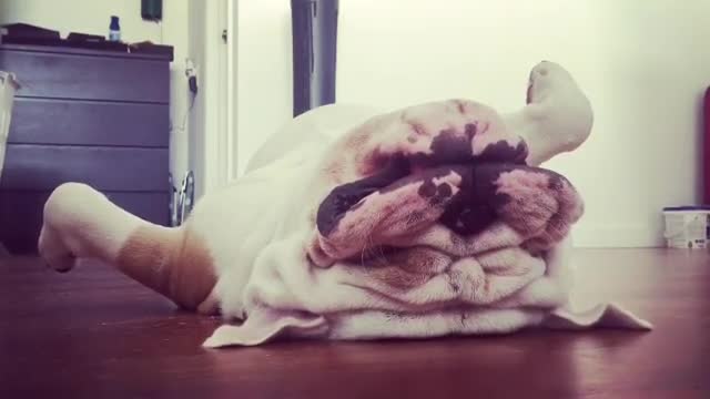 You won't believe how this bulldog sleeps!