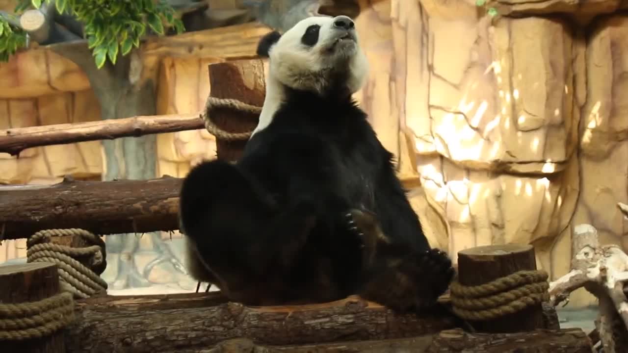 giant pandas