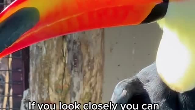 The toucan's beak has a rapid blood flow system.