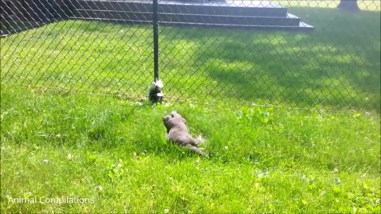 Baby skunks