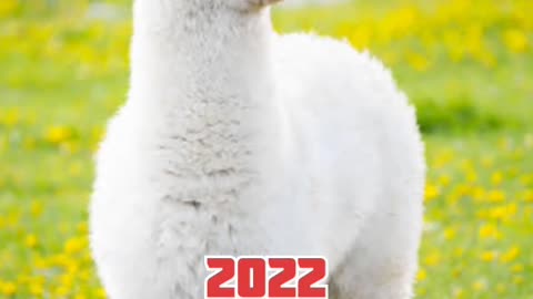 2022 alpaca and 6000 bce alpaca _anu king #short