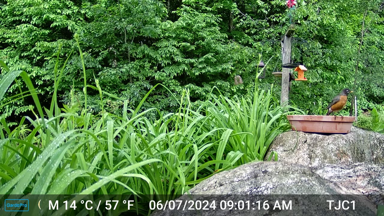 Bathing Robin, Blue Jay, Female Rose-breasted Grosbeak