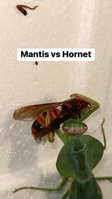 Praying mantis vs Hornet…