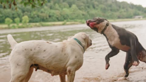 Dogs Playing in the Water