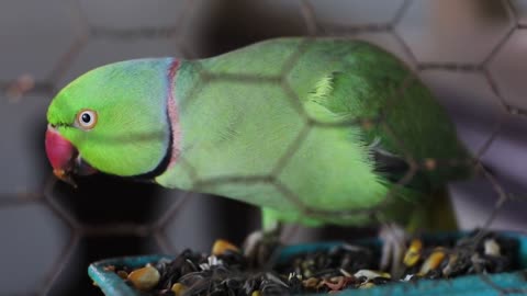 Watch how parrot eats extremely hungry