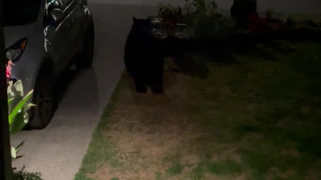 Black Bear Knocks On The Door