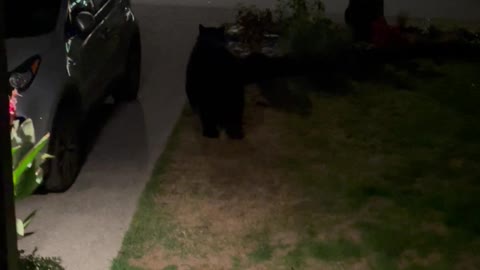 Black Bear Knocks On The Door