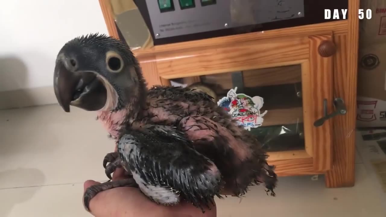 How Hyacinth Macaw grow up from eggs until fly